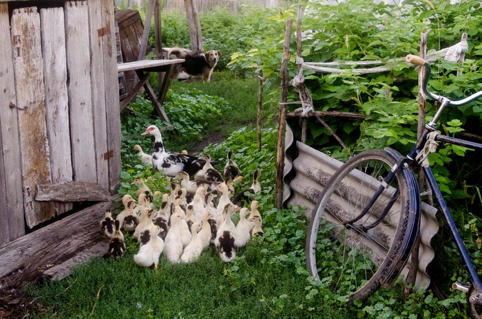 Ольга Герасименко, «Still life»