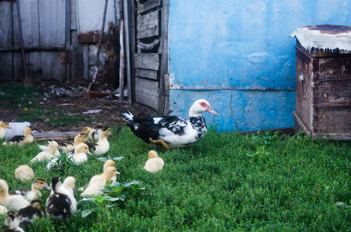 Ольга Герасименко, «Детство»