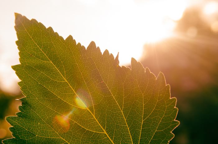 Ольга Герасименко, «Единение»