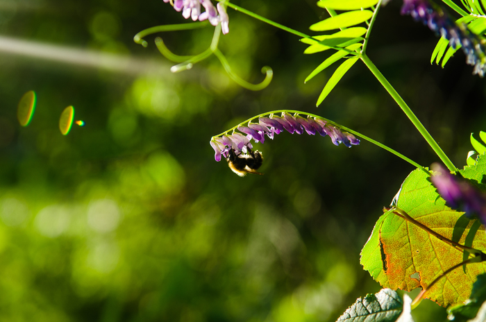 Ольга Герасименко, «маленький житель»