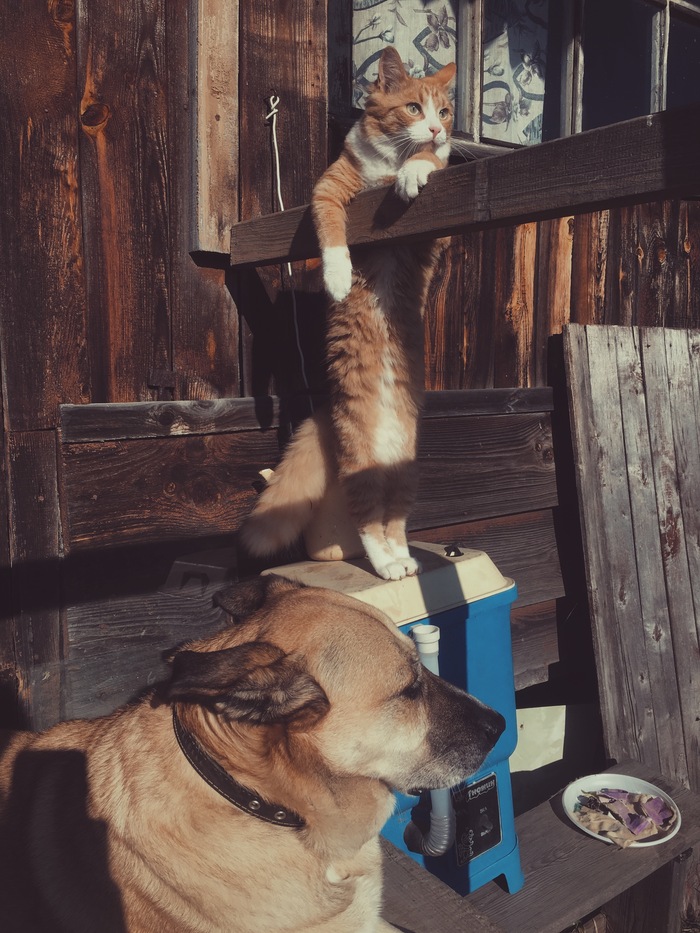 Дарья Говорок, «Не видать там лучшей жизни, Тимошка?»