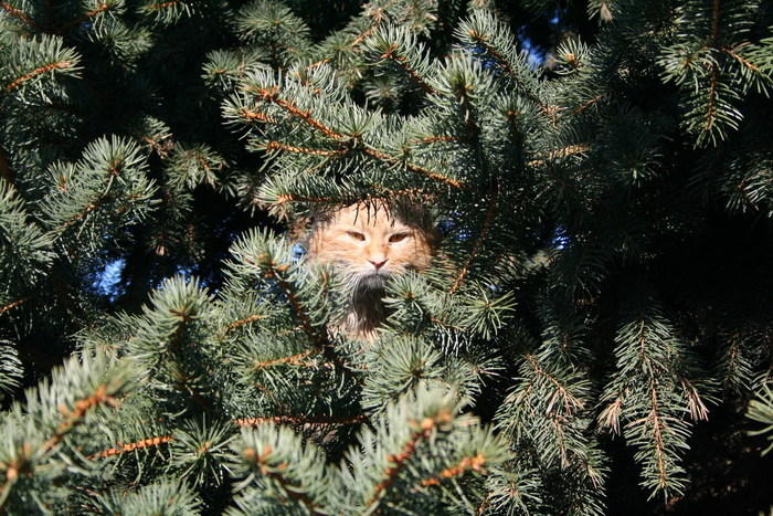 Александр Зозуля, «Белочка я!»