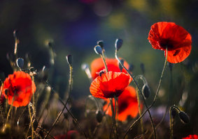 Rectangle x 200 5d5f7e83 eea8 4643 aebe 57b87d47bbe3