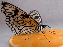 Rectangle x 200 ff172694 a245 4e8b 9f10 5992974f4202