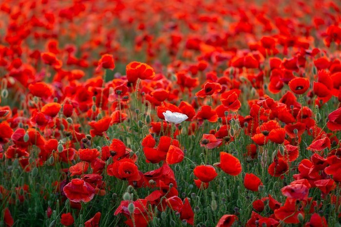 Rectangle 700 x 6d385ce5 04cd 4453 8188 99f4dea2fb22