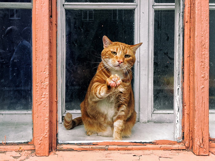 Rectangle 700 x d1fec42b f744 457c 8d13 f6210f62059b